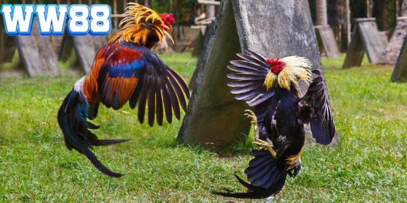giới thiệu sảnh game đá gà ww88